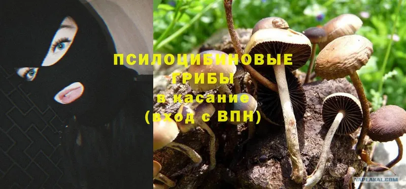 Галлюциногенные грибы Psilocybe  Новосиль 